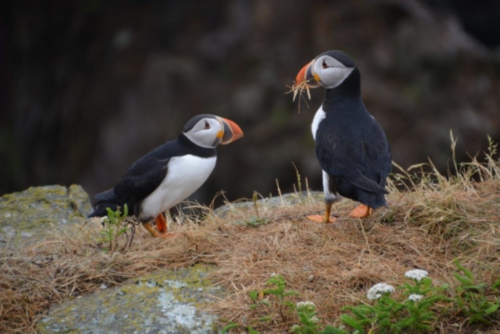 puffin tour cape breton