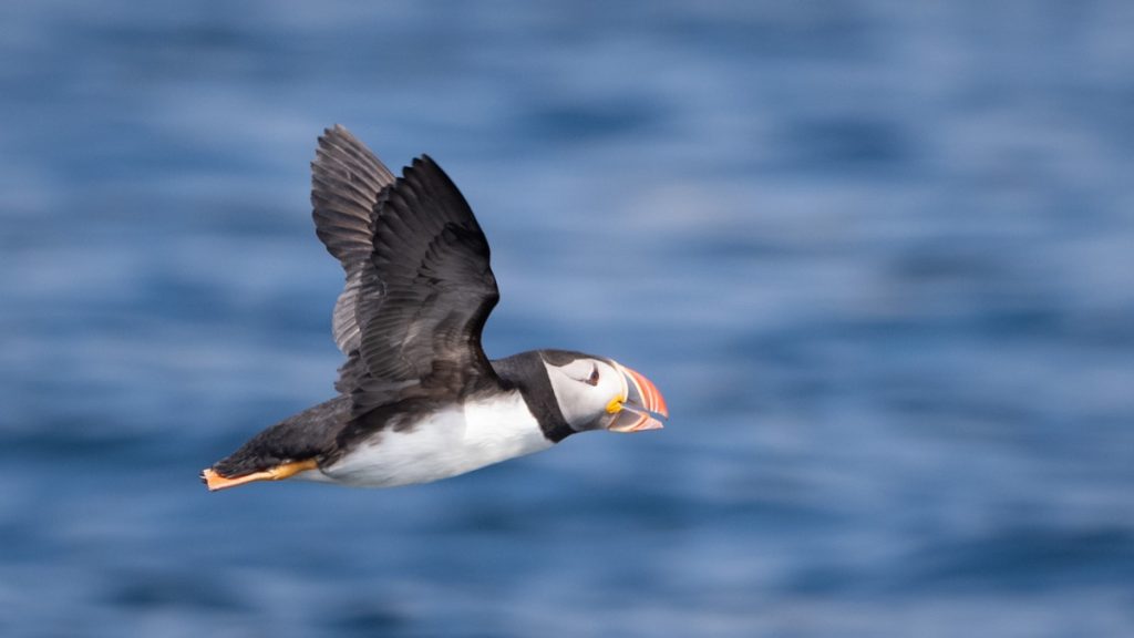 puffin tour cape breton