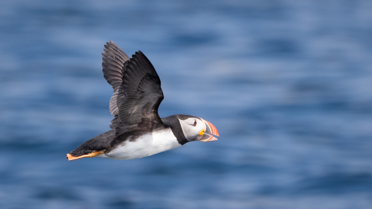 Where to See Puffins in Maine: Your Guide to the Best Places