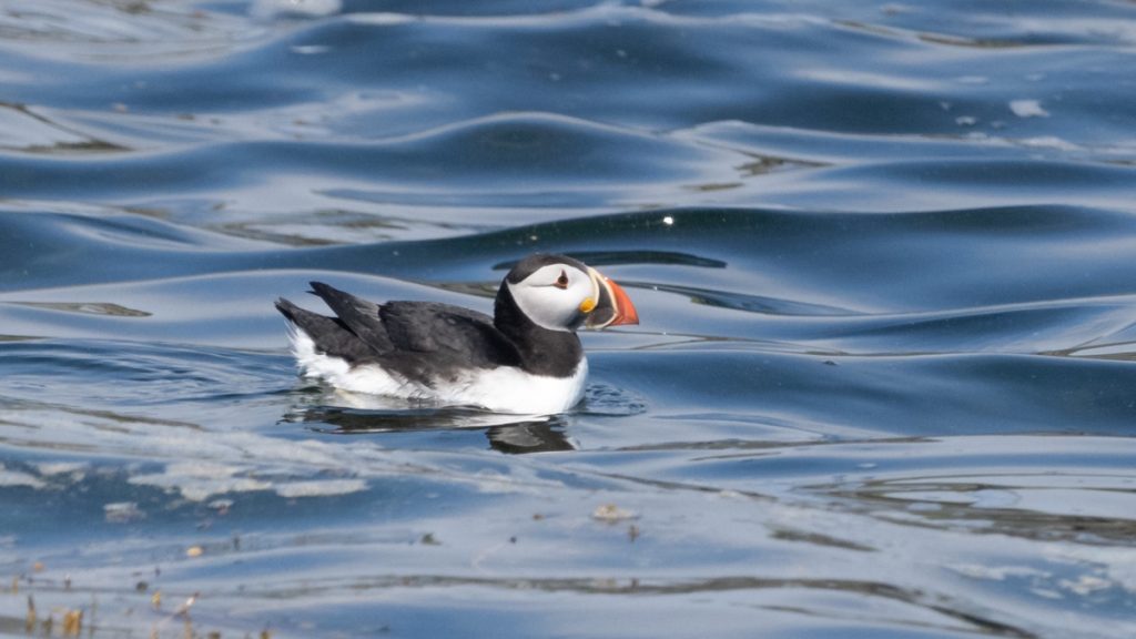 a puffin floats on the ocean near pearl island on the south shore of nova scotia where to see puffins in nova scotia