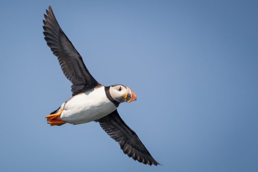 puffin tour cape breton