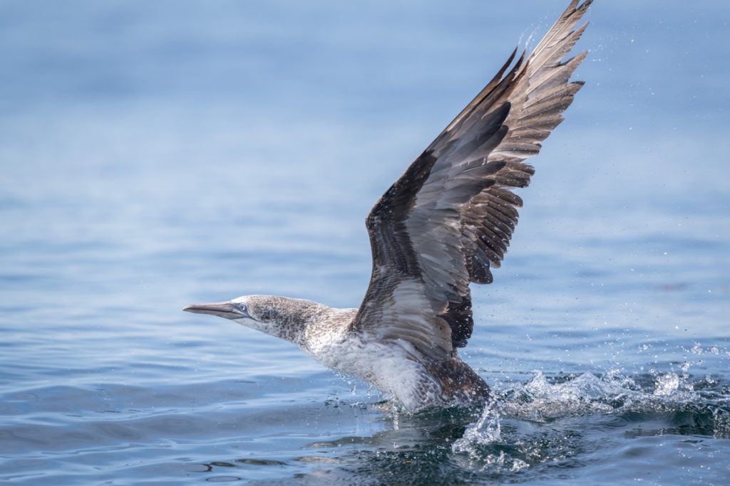 puffin tour cape breton