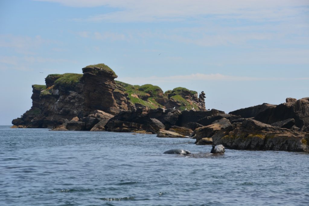 nova scotia puffin tour