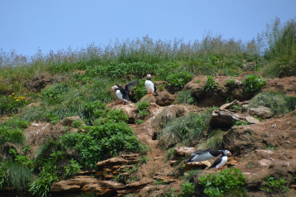 nova scotia puffin tour